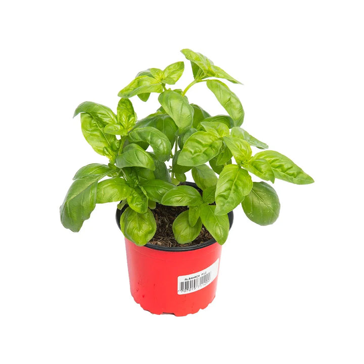 Albahaca