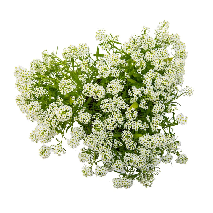 Lobularia, Alisum, Reseda