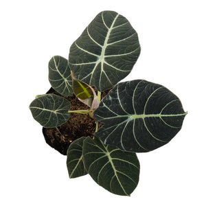 Alocasia negra