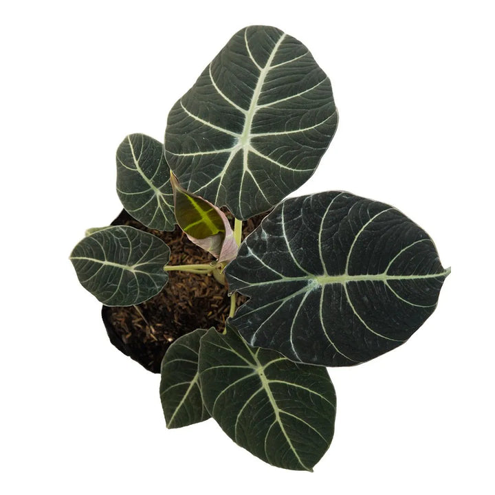 Alocasia negra