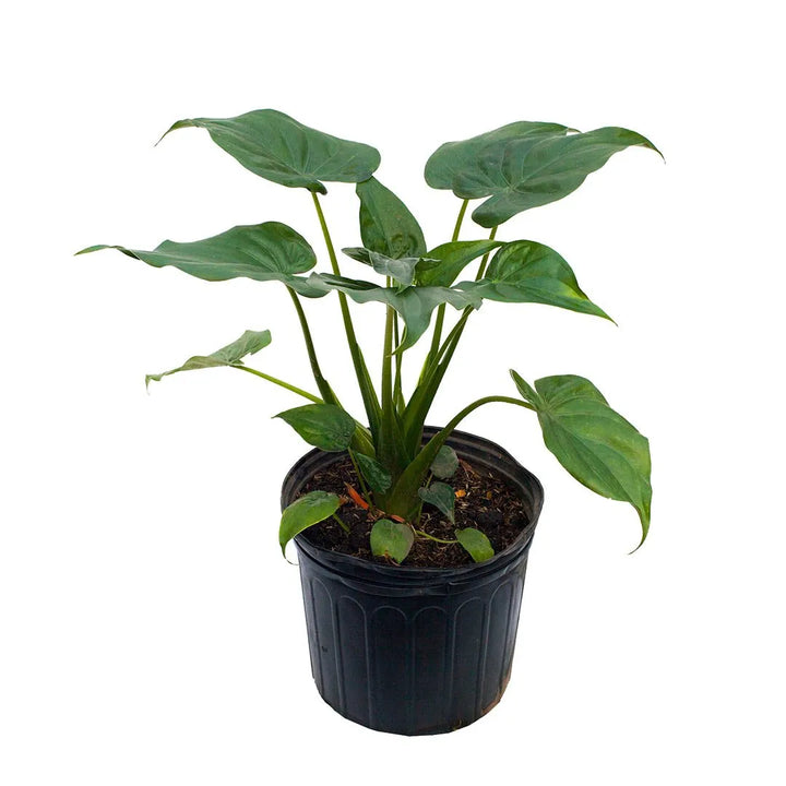 Alocasia cucullata