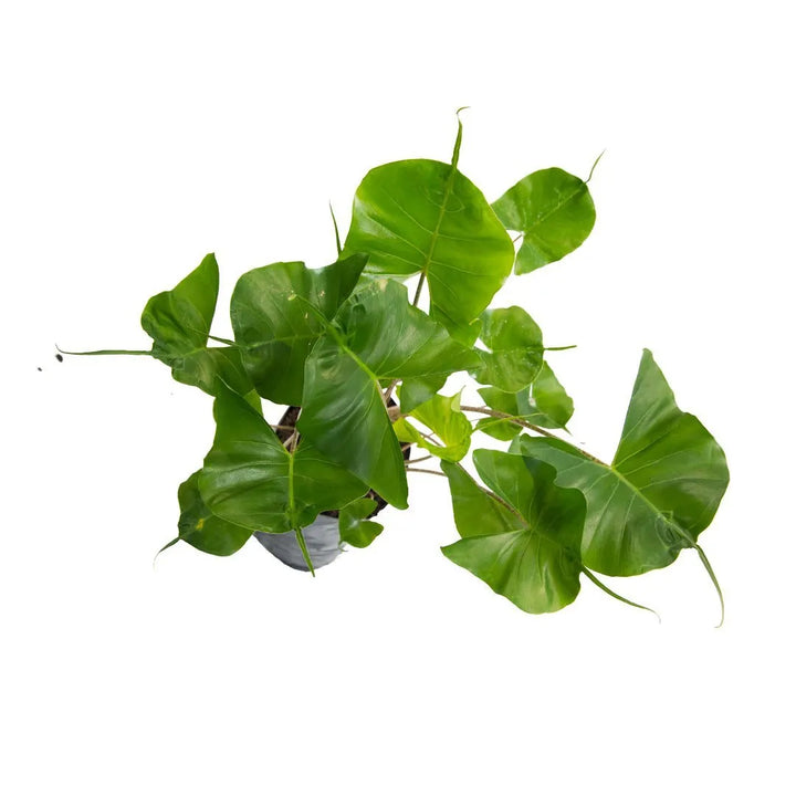 Alocasia cola de raya