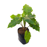 Alocasia