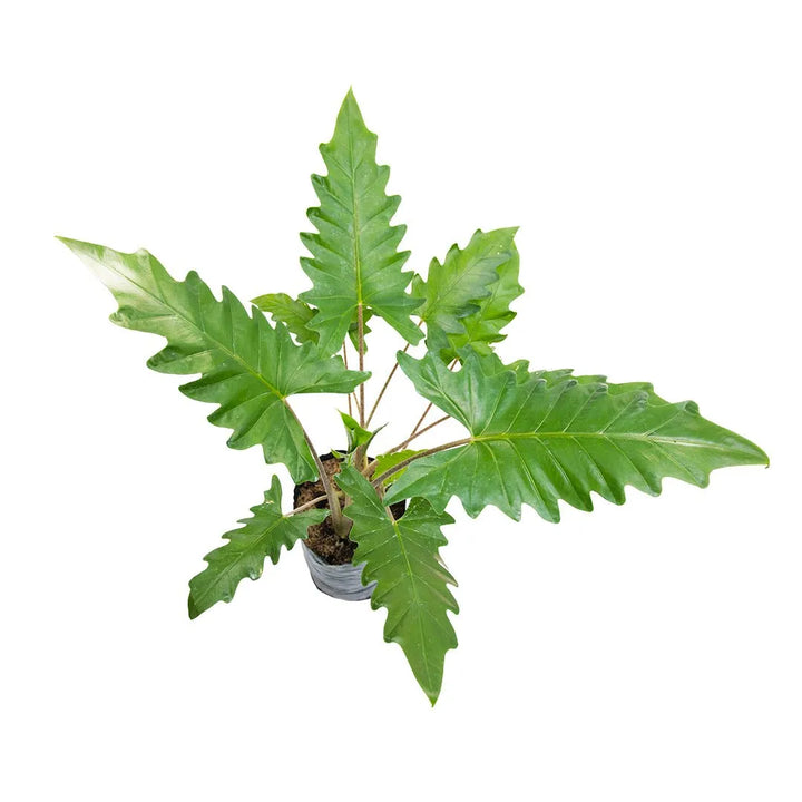 Alocasia hoja aserrada