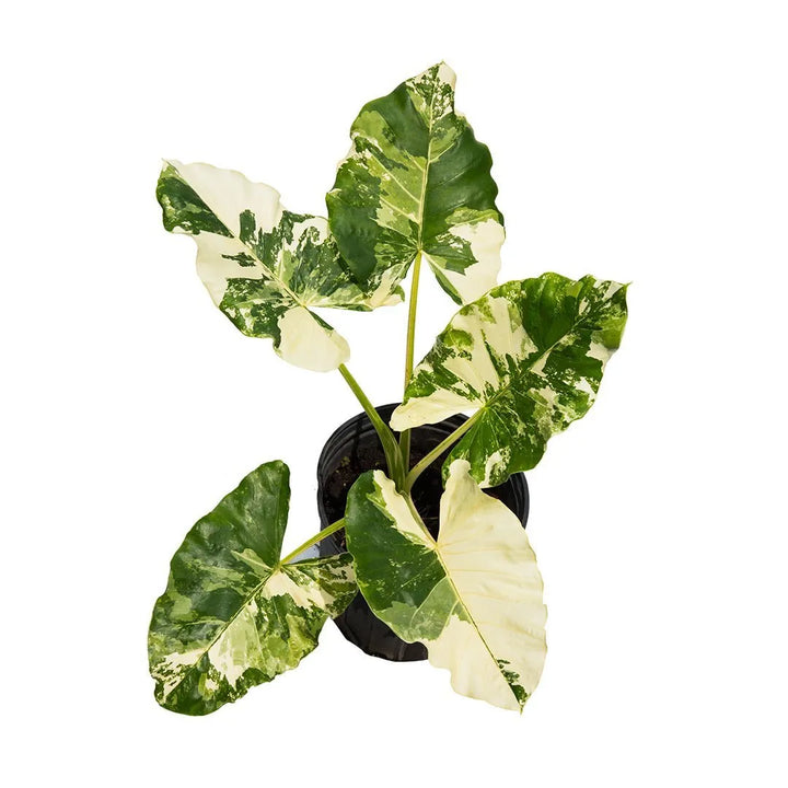 Alocasia variegada