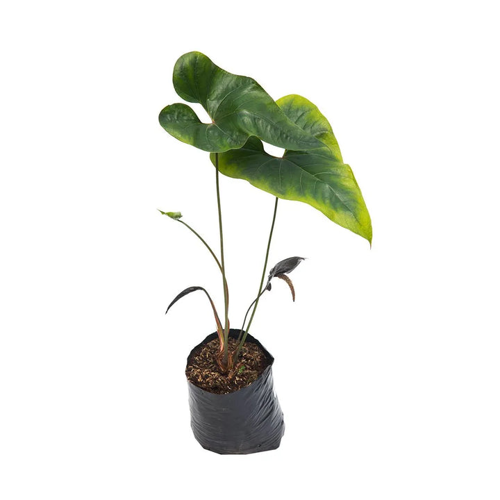 Anturio Negro