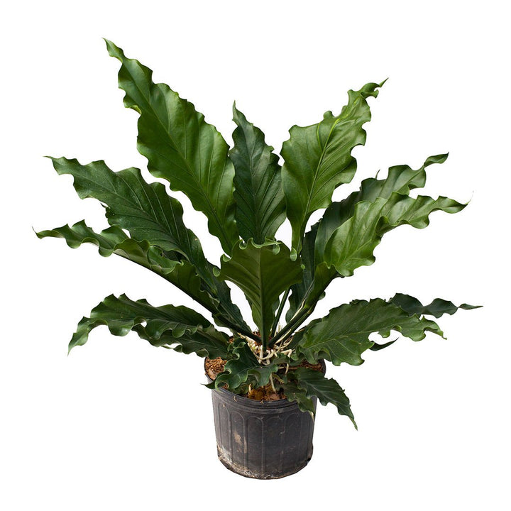 Anturio Plowmanii
