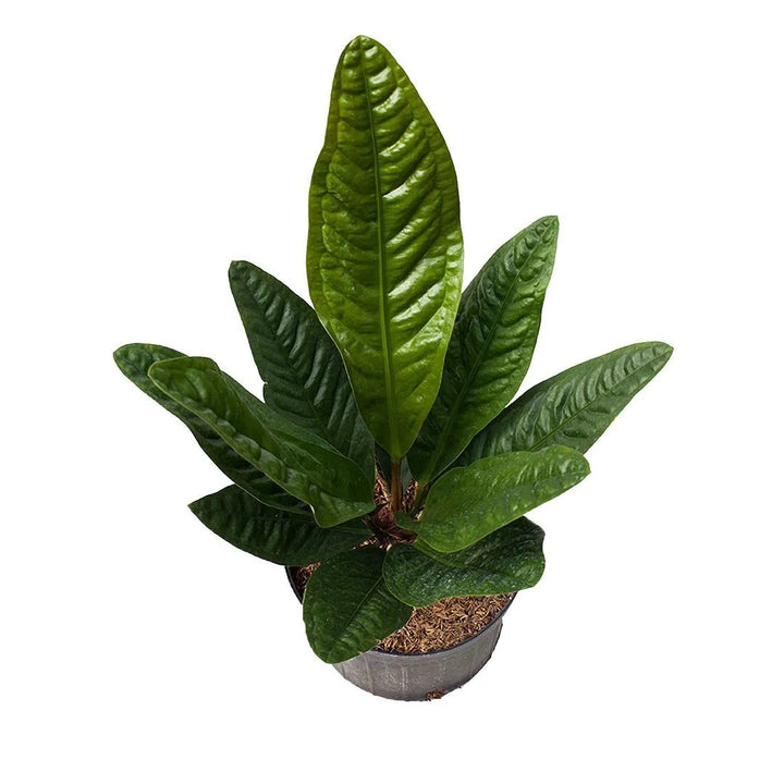 Anturio Superbum