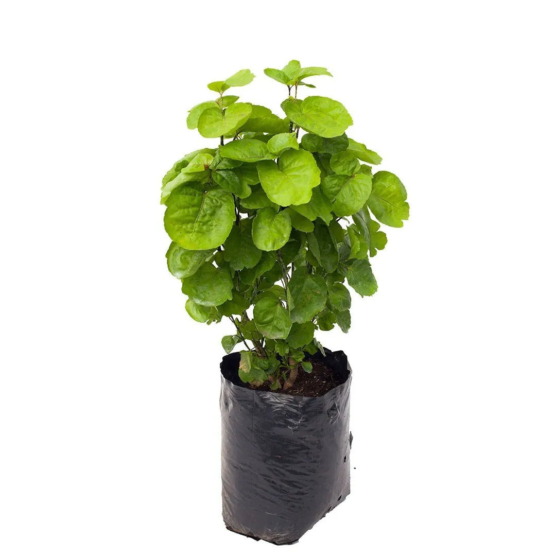 Aralia Millonaria