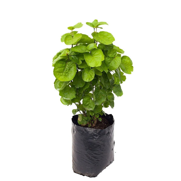 Aralia Millonaria