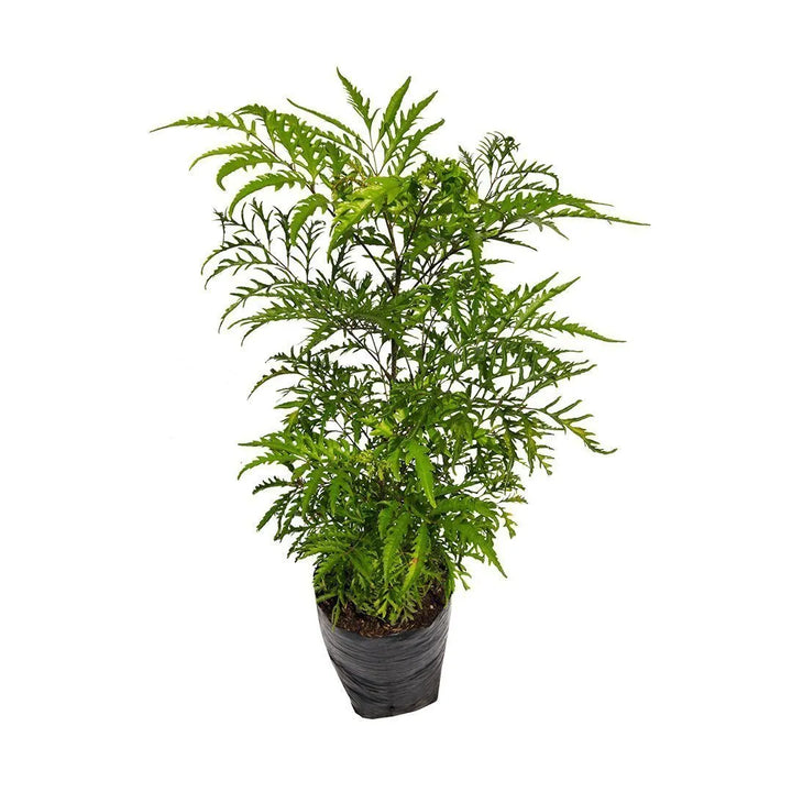 Aralia Chinensis