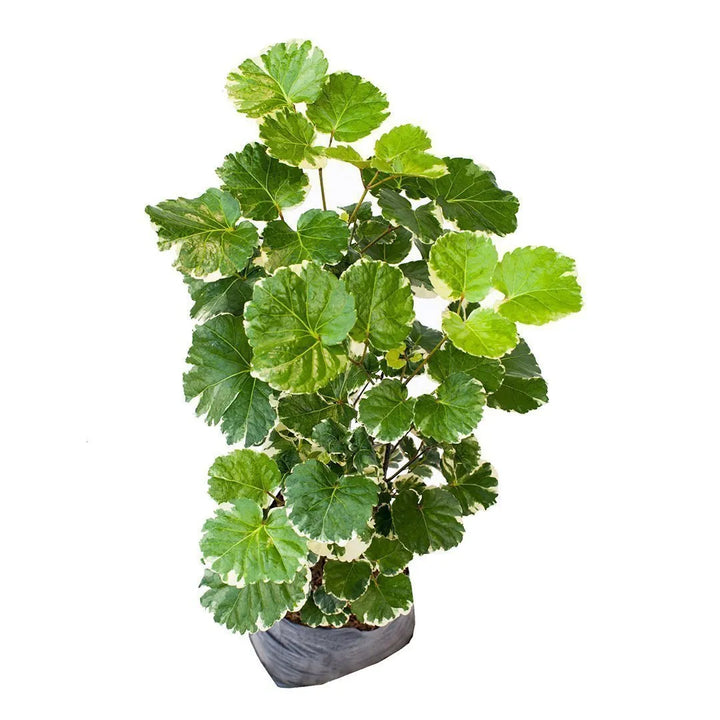 Aralia Variegada