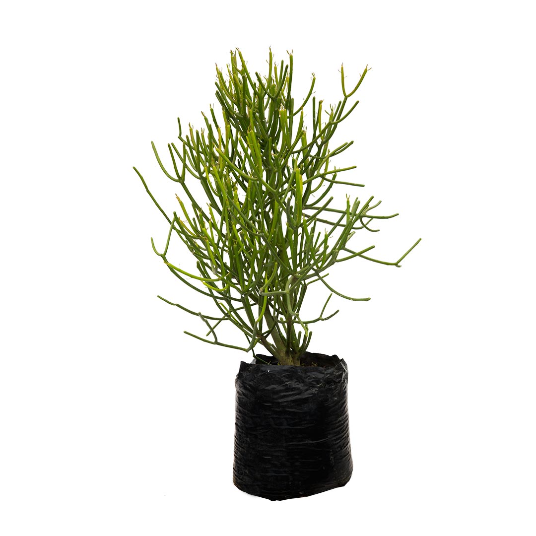 Árbol desnudo