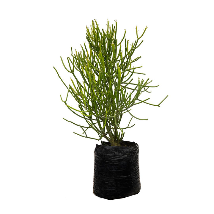 Árbol desnudo