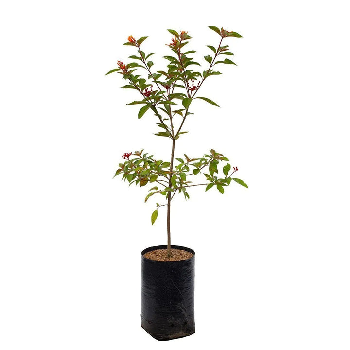 Hamelia, Coralito