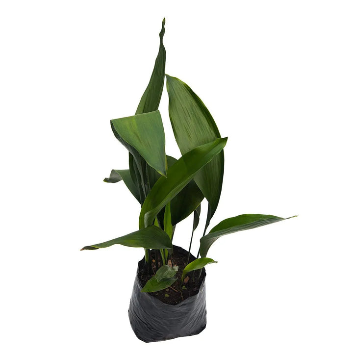 Aspidistra, Planta de Hierro