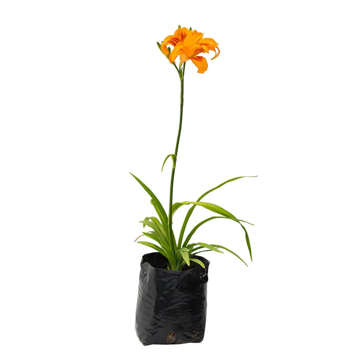 Lirio Amarillo