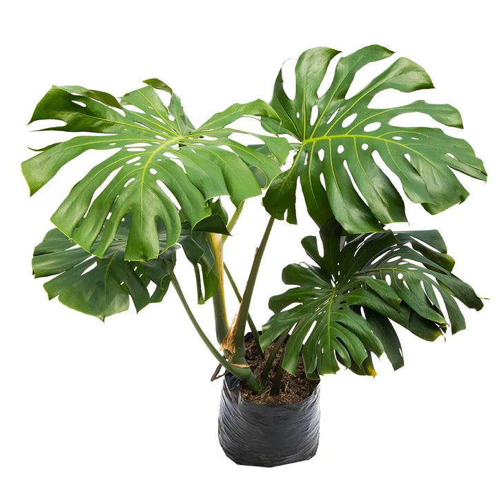 Monstera deliciosa
