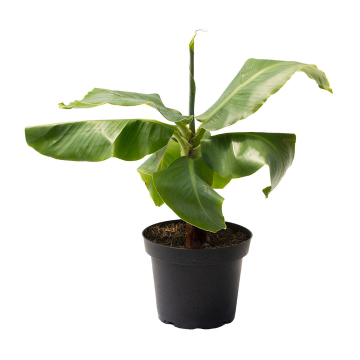 Banano