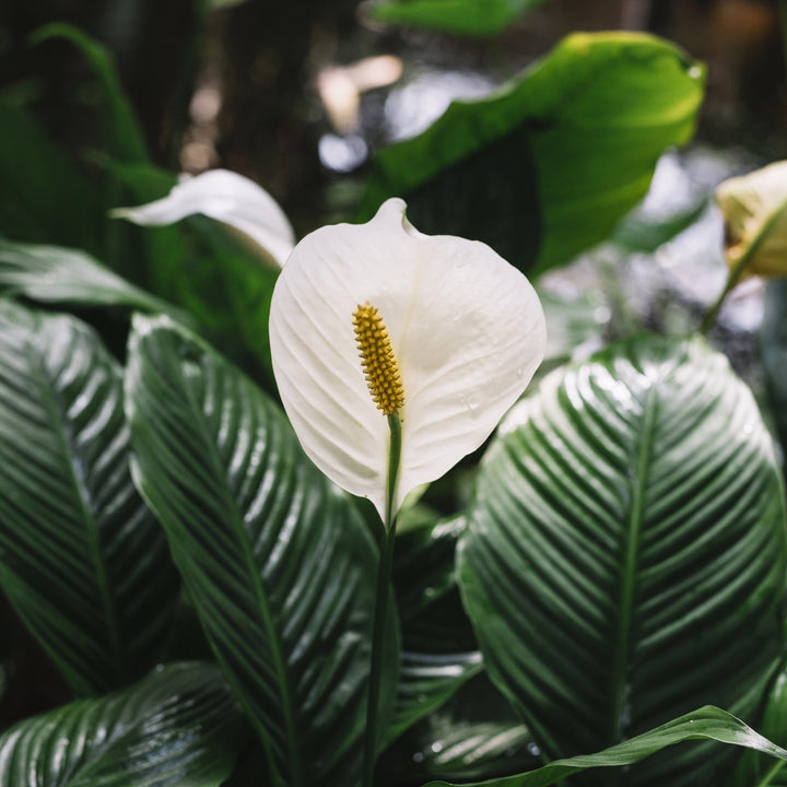 Anturio Maunaloa