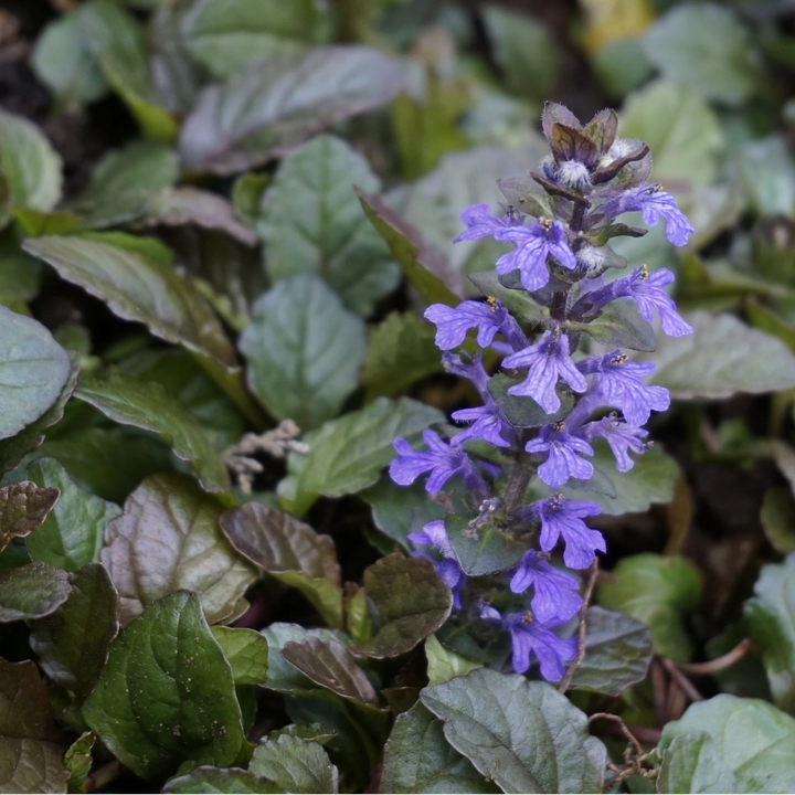 Ajuga Morada