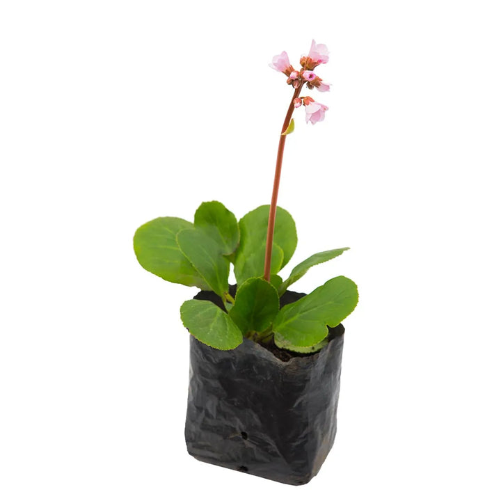 Bergenia