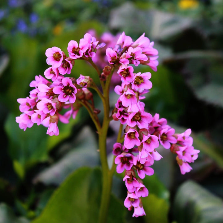 Bergenia