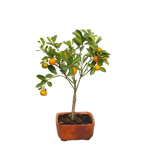 Bonsai calamondi