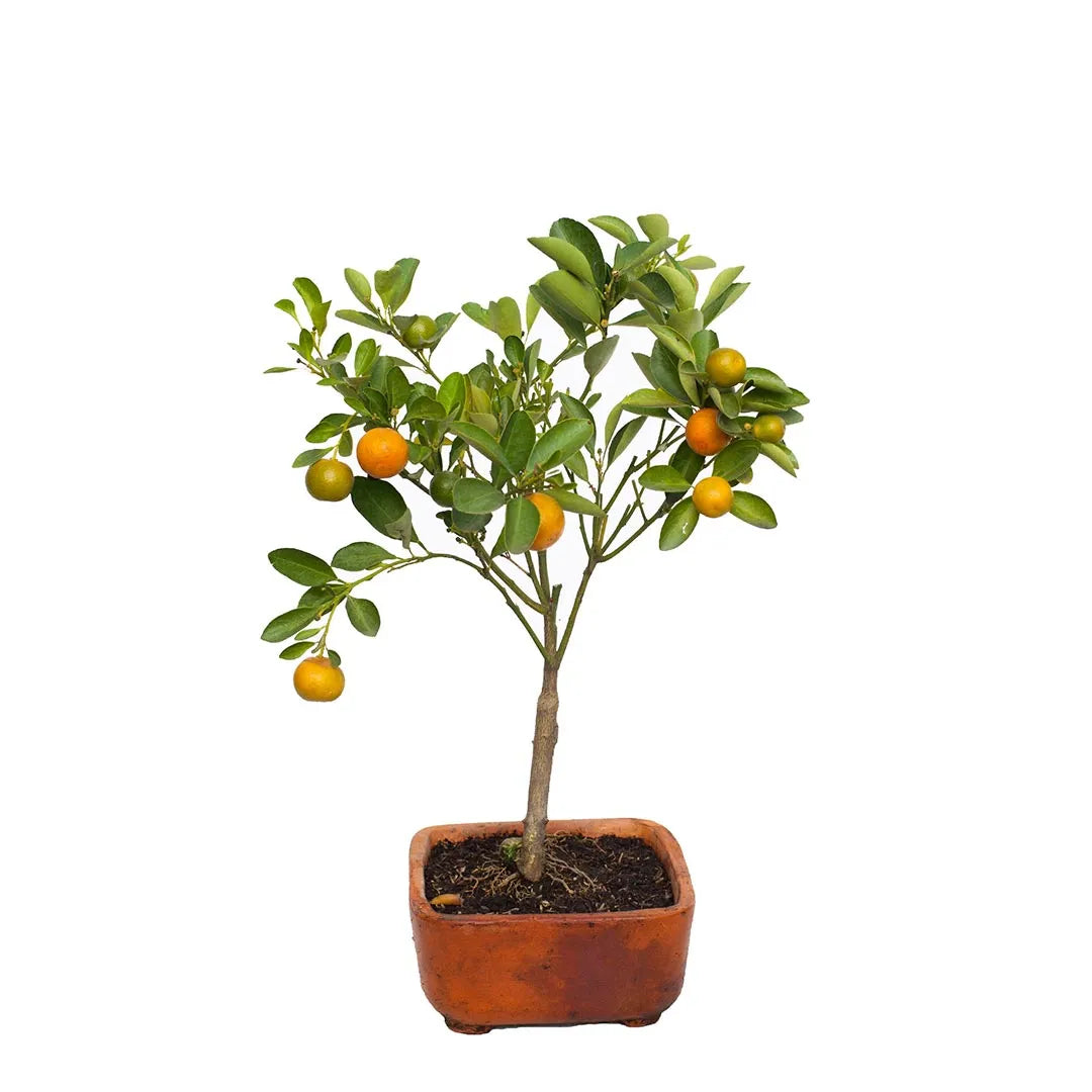 Bonsai calamondi