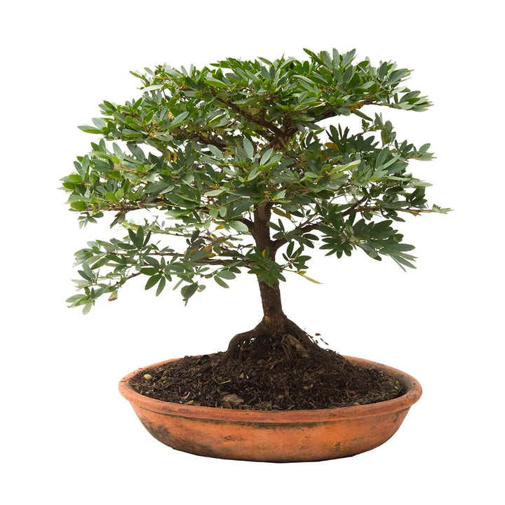 Bonsai carbonero #2