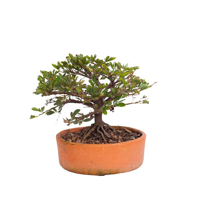 Bonsai carbonero