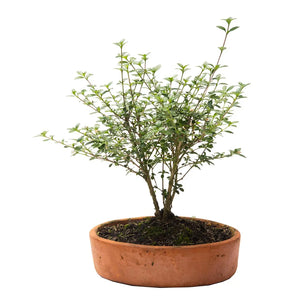 Bonsai cericio