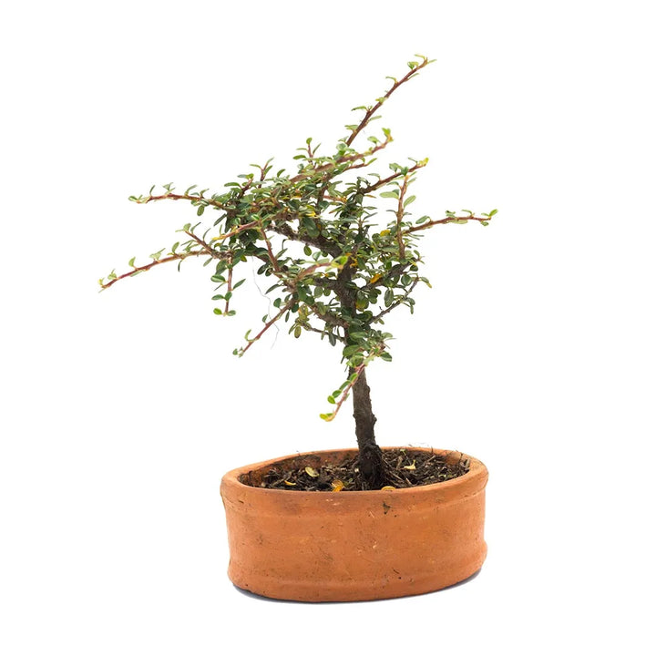 Bonsai cotonister
