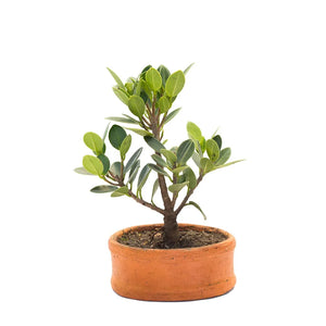 Bonsai flor de cera
