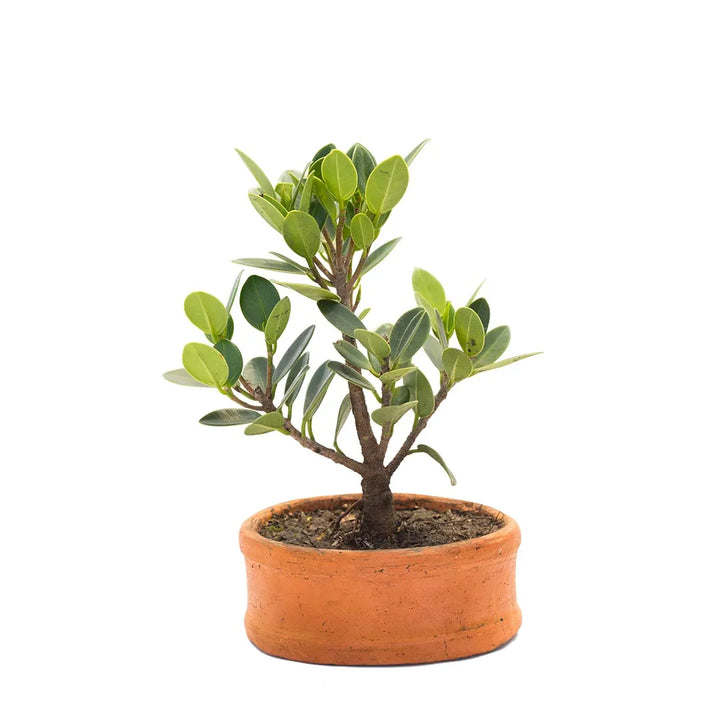Bonsai flor de cera