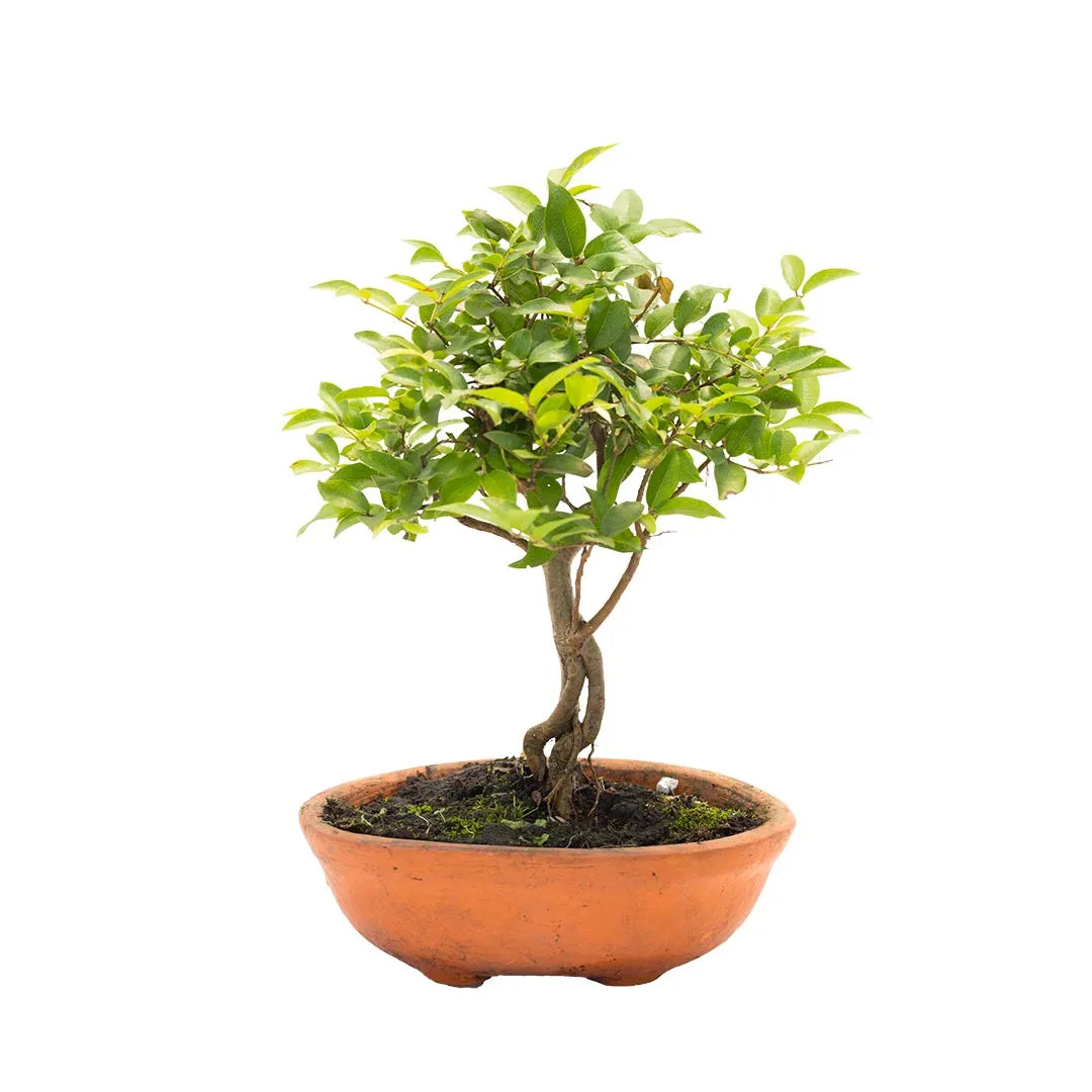 Bonsai jaboticaba