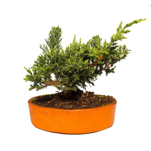 Bonsai pino rastrero