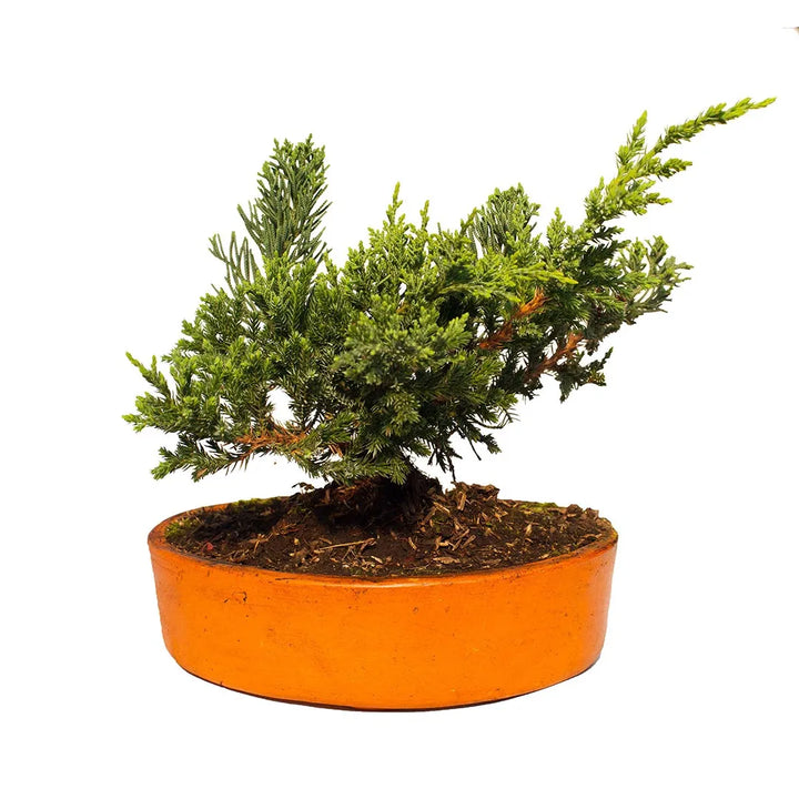 Bonsai pino rastrero