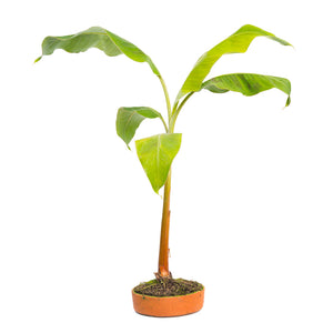 Bonsai plátano