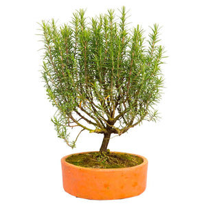 Bonsai romero