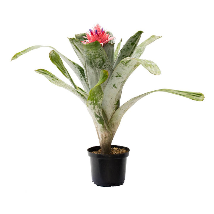 Bromelia Fasciata