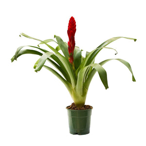 Bromelia Vriesea