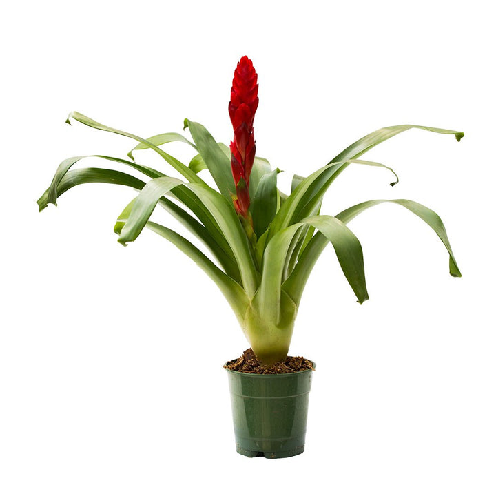 Bromelia Vriesea