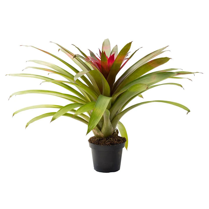 Bromelia Voila