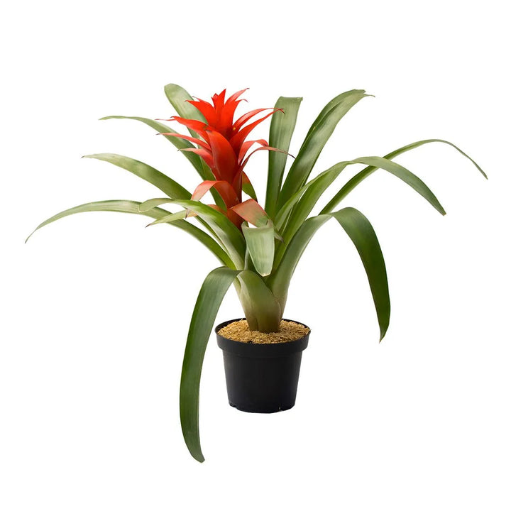 Bromelia Cherry