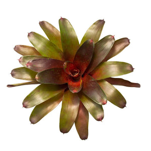 Bromelia Neoregelia Roja