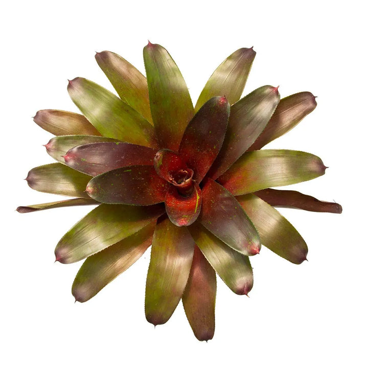 Bromelia Neoregelia Roja