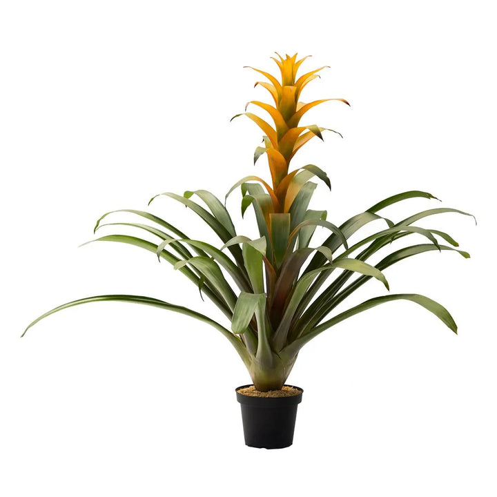 Bromelia Samba Margan