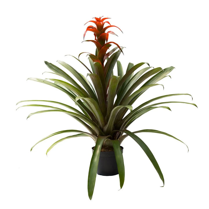 Bromelia