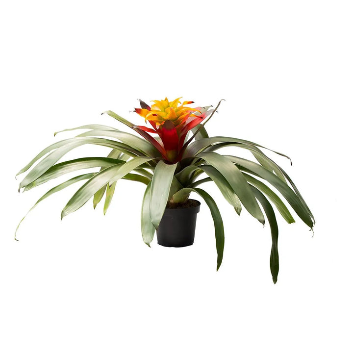 Bromelia Soledo